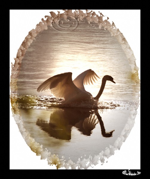 Swan Landing in Sunrise
