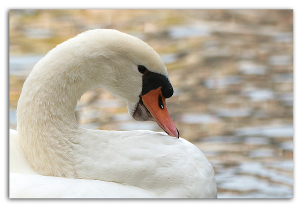 Swansong