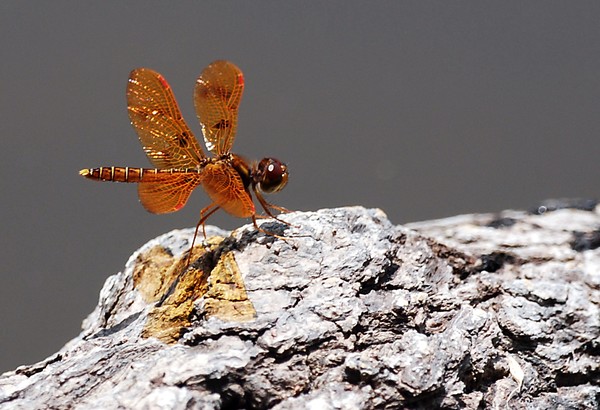 Amberwing