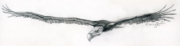 The Peace Eagle, Sacredly Circling 
