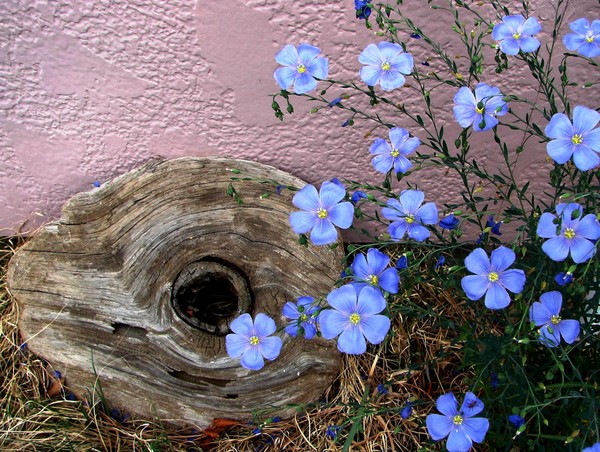 Blue Flax and Driftwood