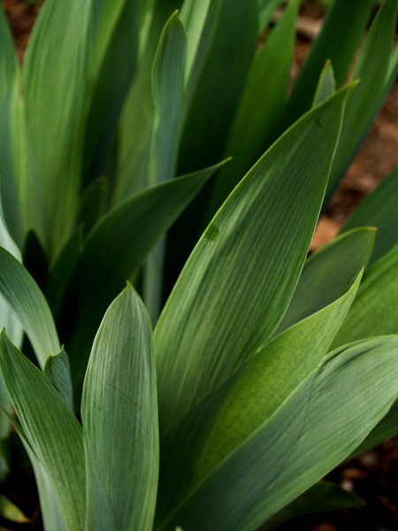Tulip Leaves (2 of 8) in 