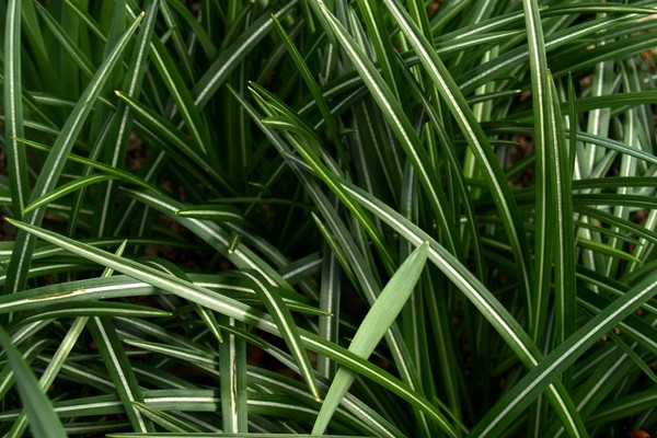 Crocus Leaves