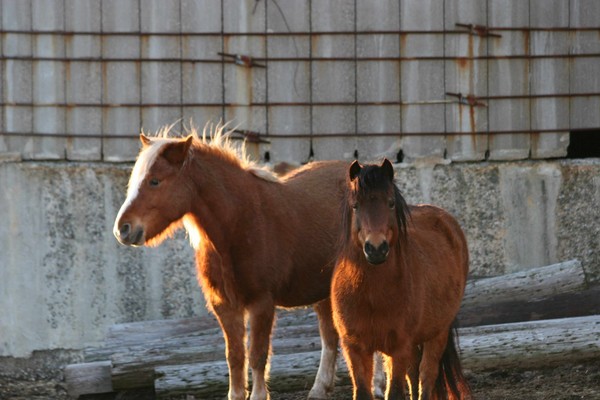 Farm Animals