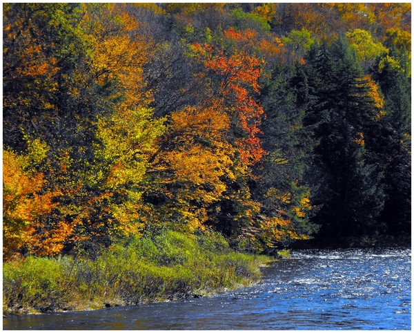 Autumn On The River Bank