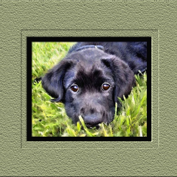 Lab Pup
