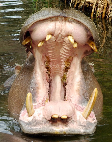 Female Hippo.