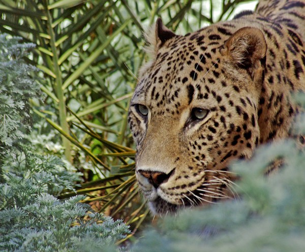 Prowling around.