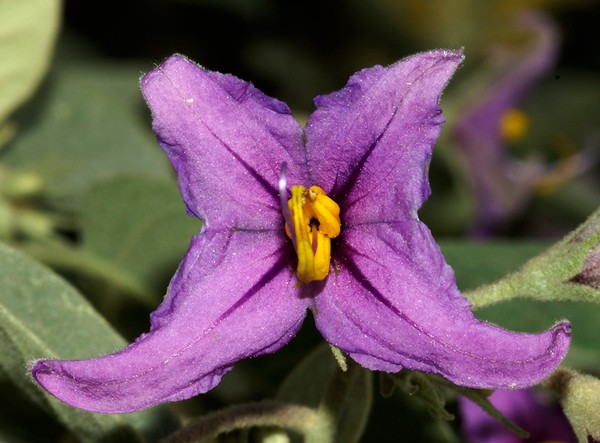 Unusual Flower.