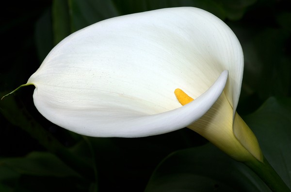 Pure White.