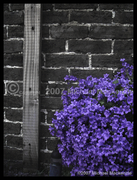 An Ocean of Violets In Bloom