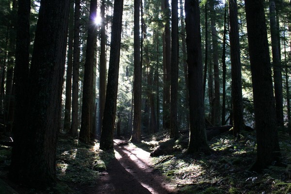 Shining Path