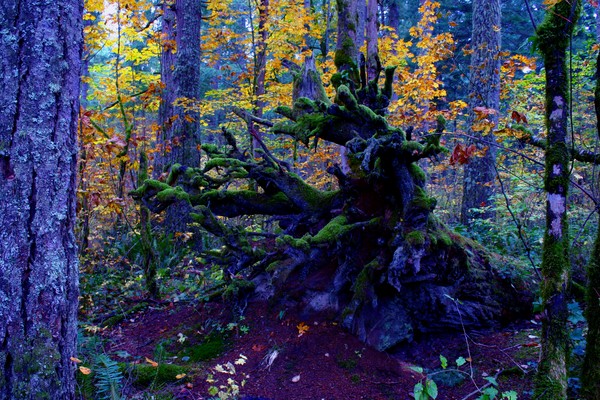 Haunted Woods Creature