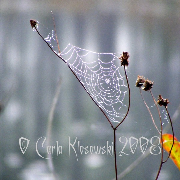 Arachne's Harp