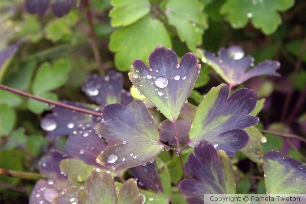 Water Jewels