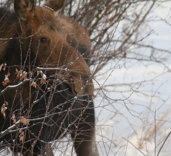 Moose Munchies