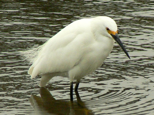 Egret and reflection, close-up