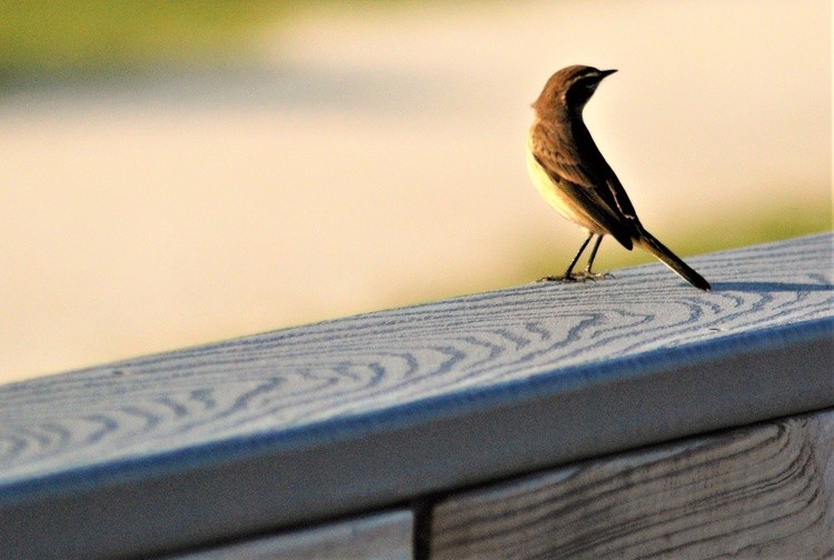 Smallest birds the biggest challenge