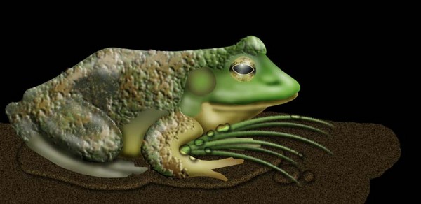 Frog