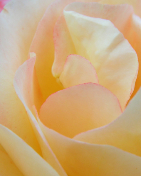 Rosy Tips
