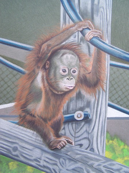 Dinda from Monkey World