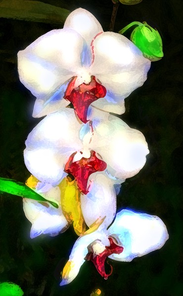 WILD  ORCHIDS WITH BLEEDING HEARTS