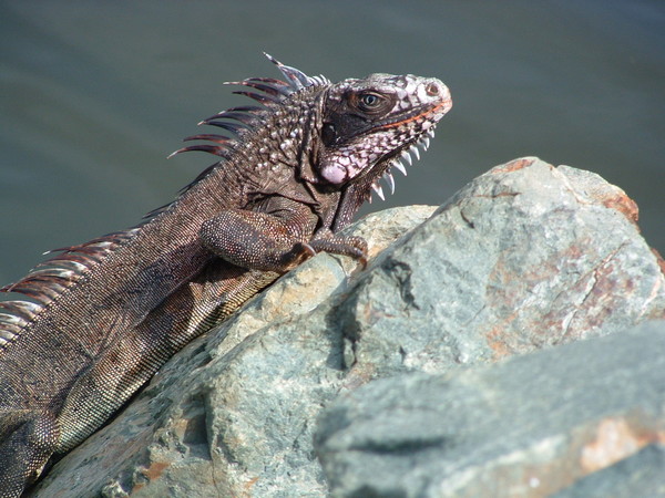 Basking Iguana