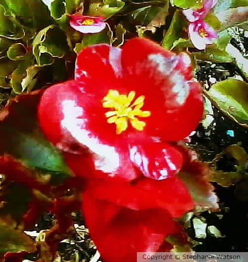 Red Flower