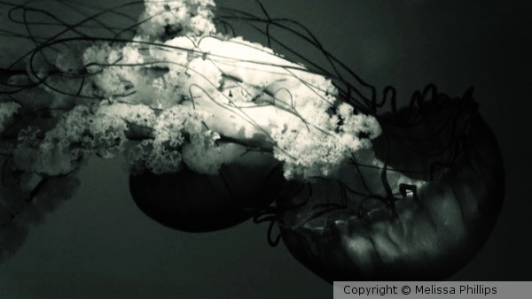 Jellies