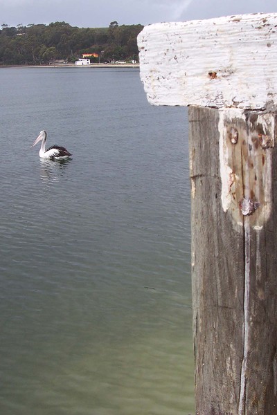 Pelican on Georges Bay, St Helens,  Tasmania