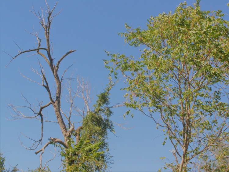 Live and dead tree