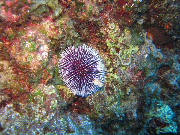 sea urchin
