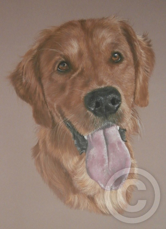 Ozzy - Golden Retriever