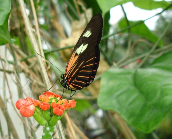Feeding Beauty