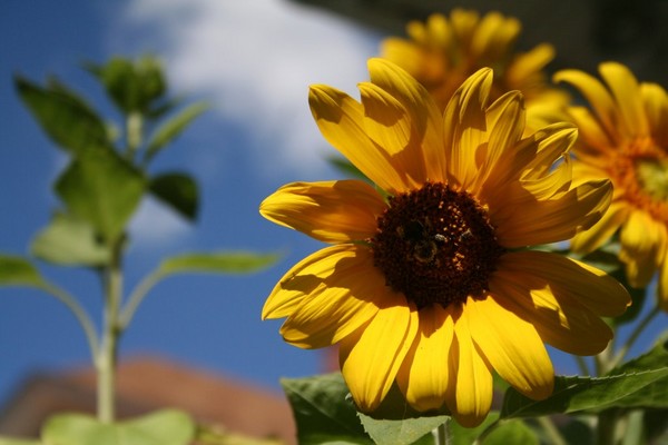 Sunflowers 