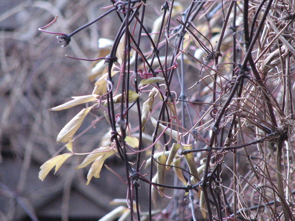 Clematis