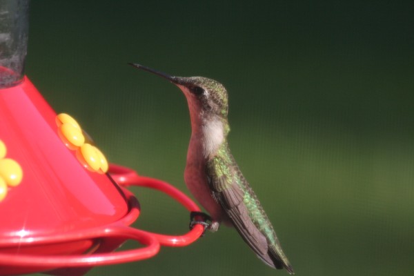 Humming Bird 1