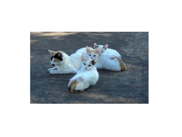 kittens