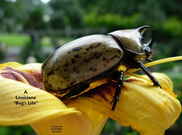 A  Louisiana 
