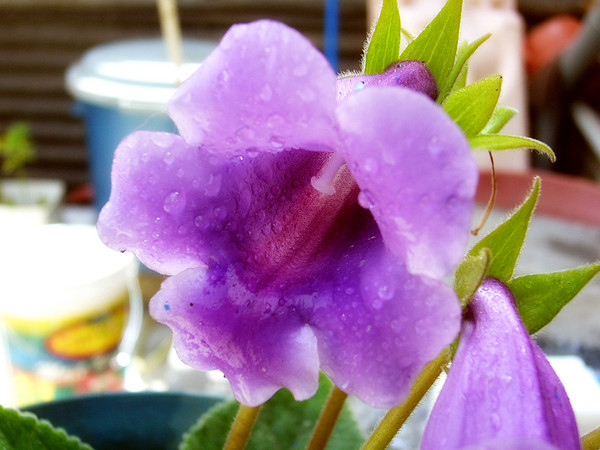 pink flower