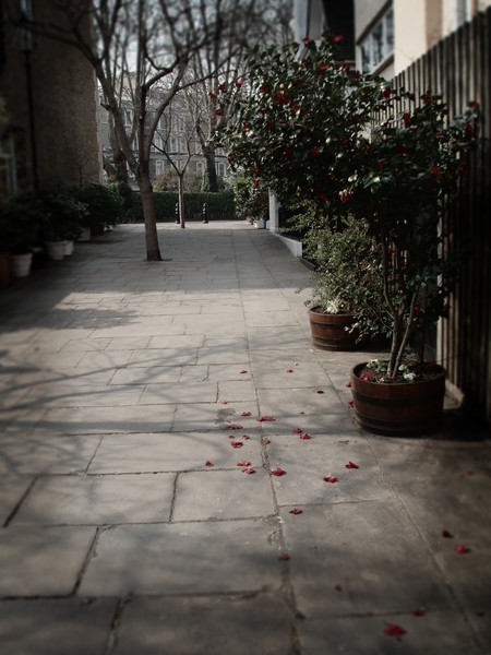 Kensington Fallen Blossom