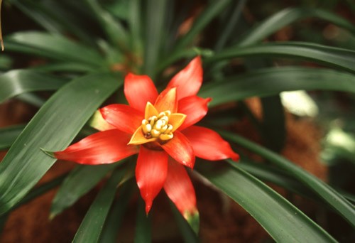 Tropical Air plant 
