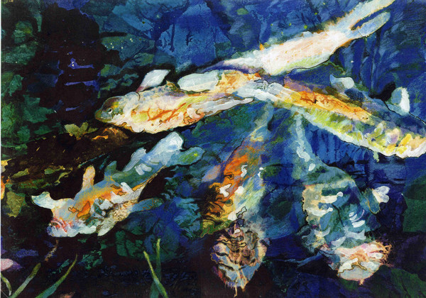 Koi carp