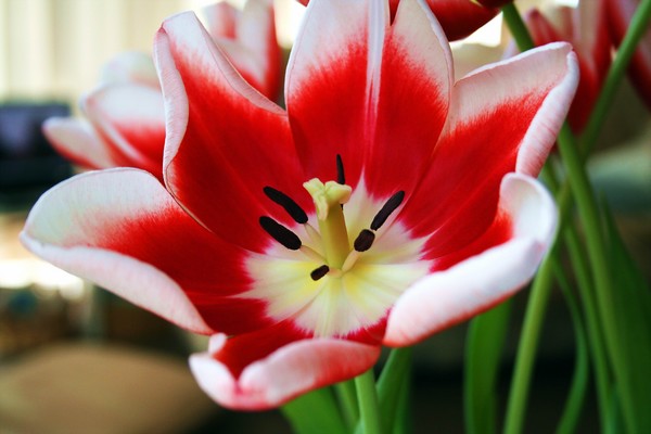 red