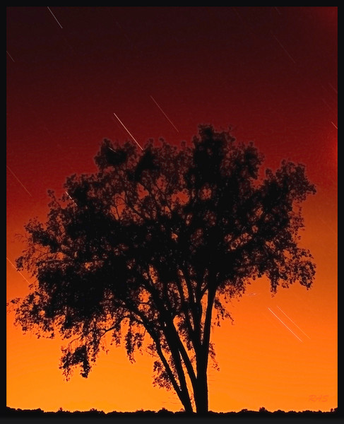 Tree of fire