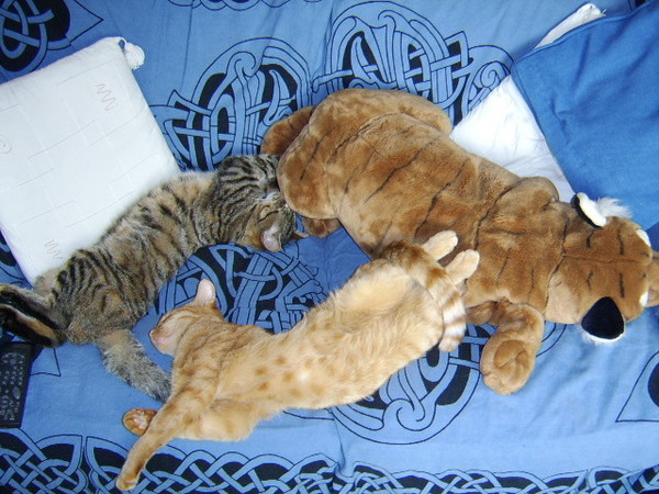 celtic cat circle