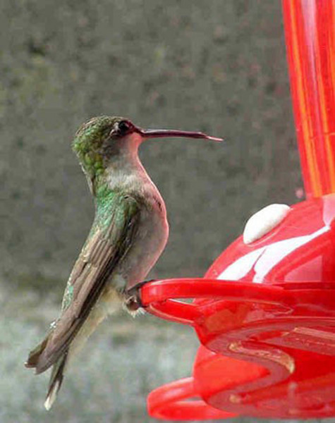 feeding