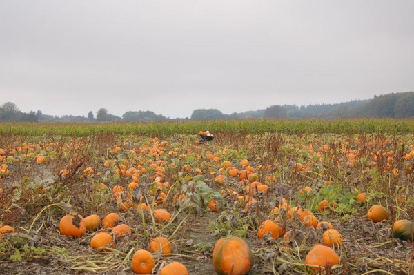 pumpkin field at Dugualla Bay Farm