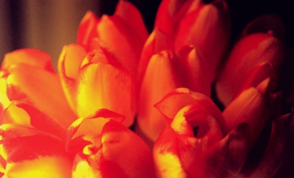 Red Yellow Tulips 