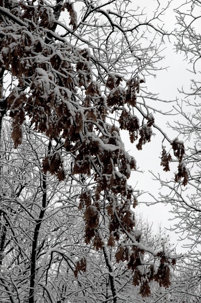 WinterFall